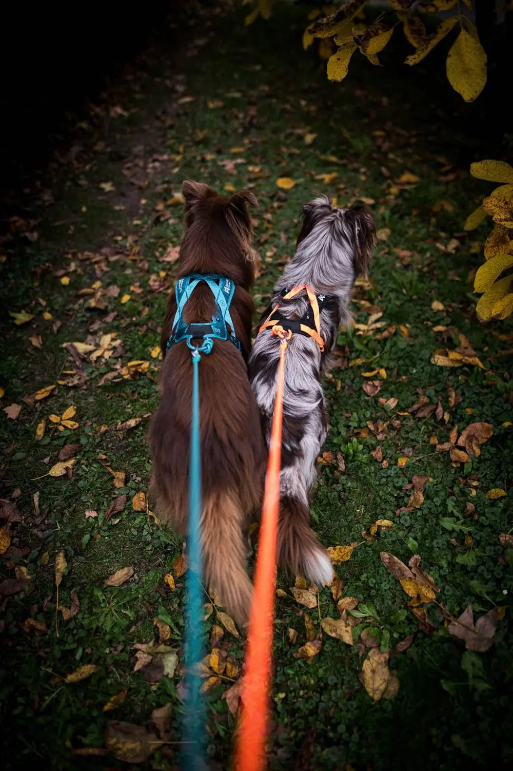 Rush harness