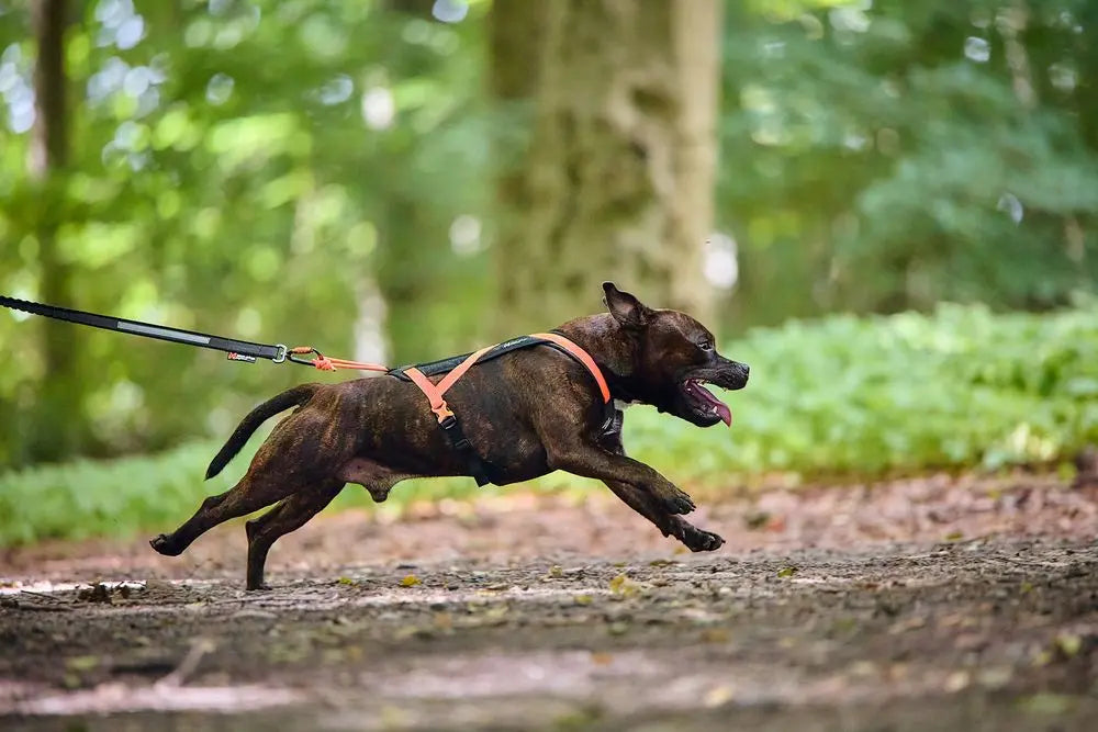 Rush harness