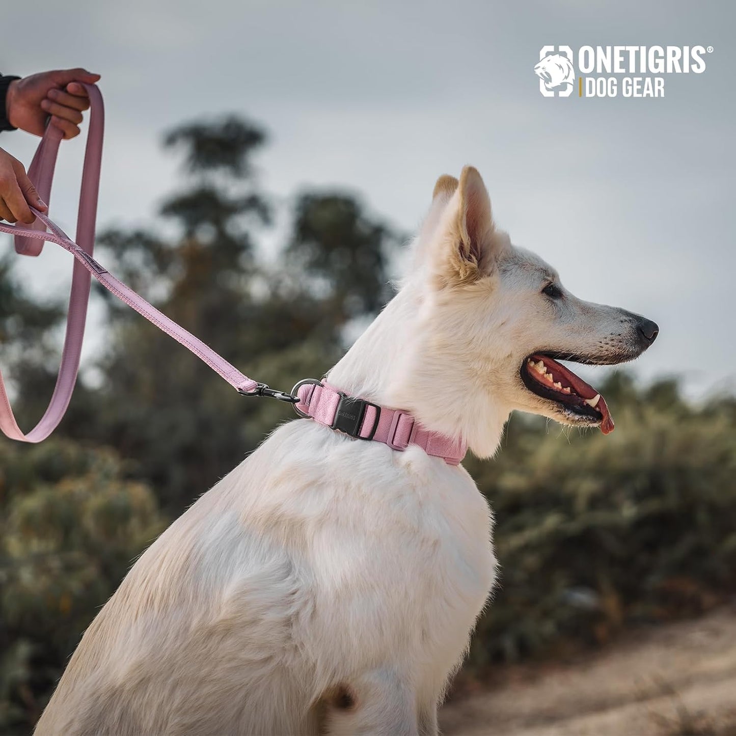 Dog Leash 16