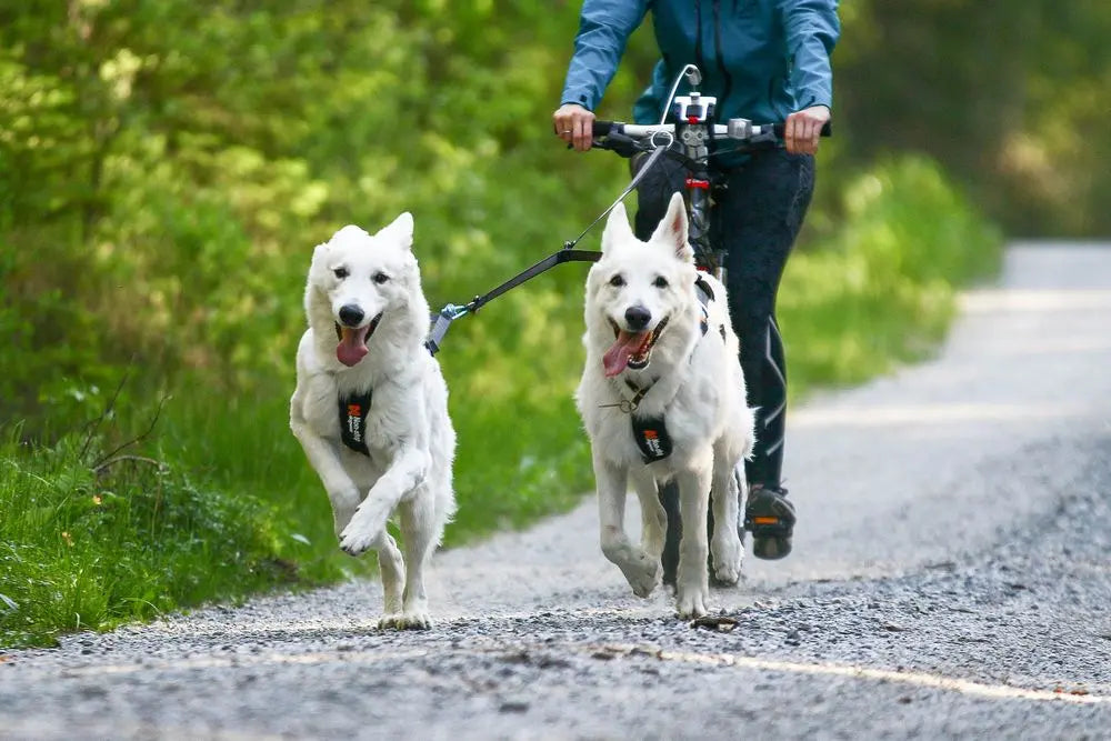 Touring double leash