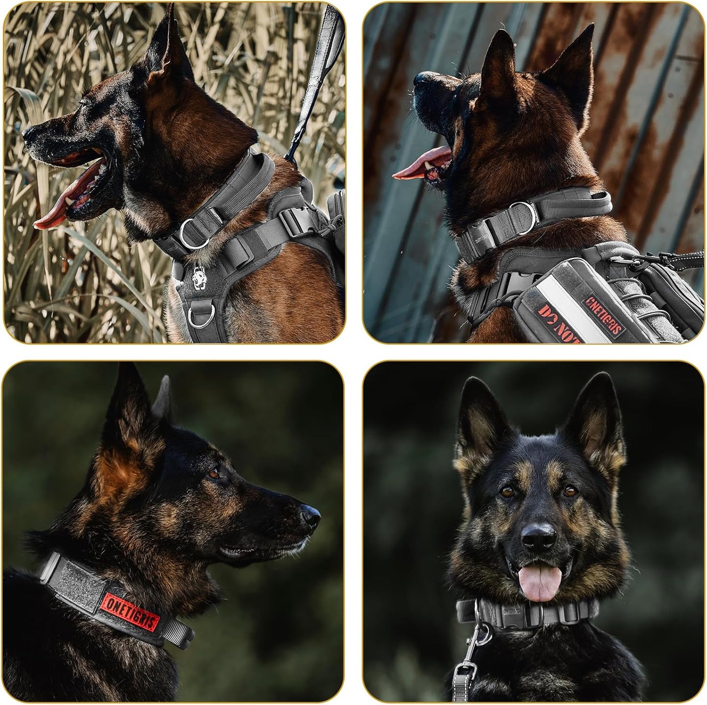 Dog Collar 08