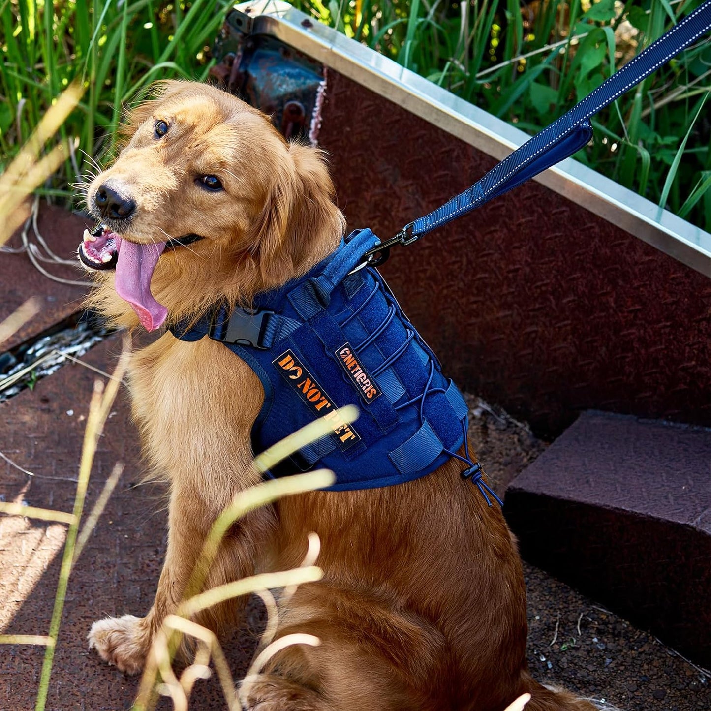 Dog Leash 16