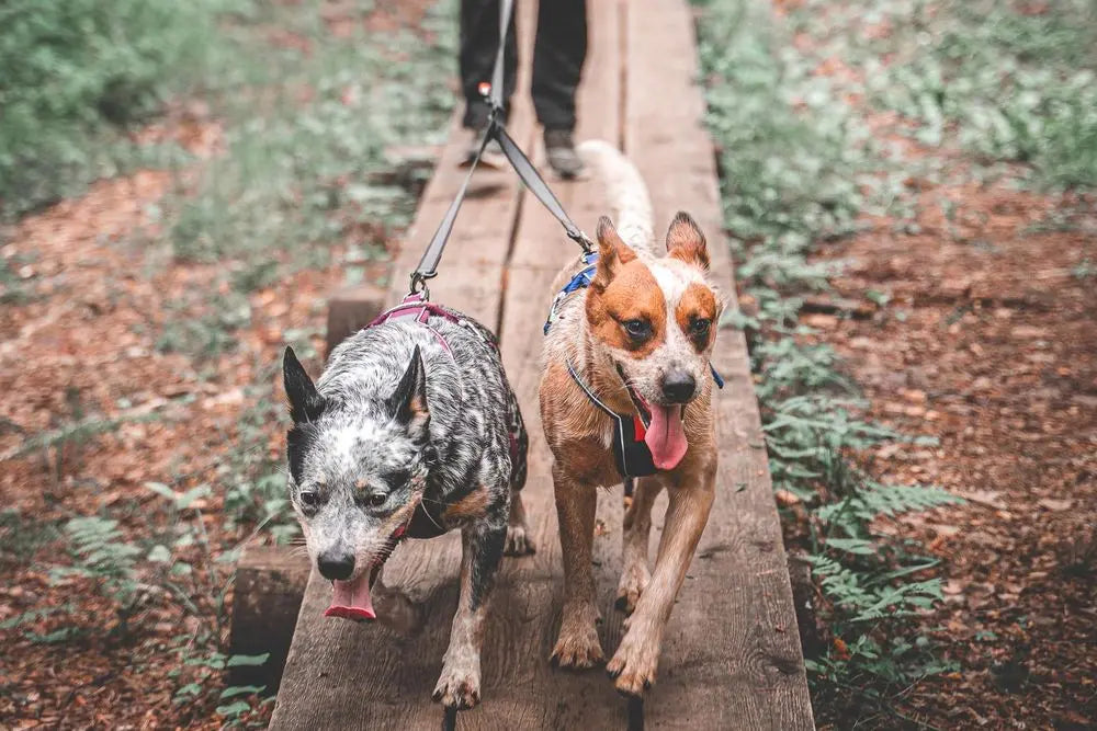 Touring double leash