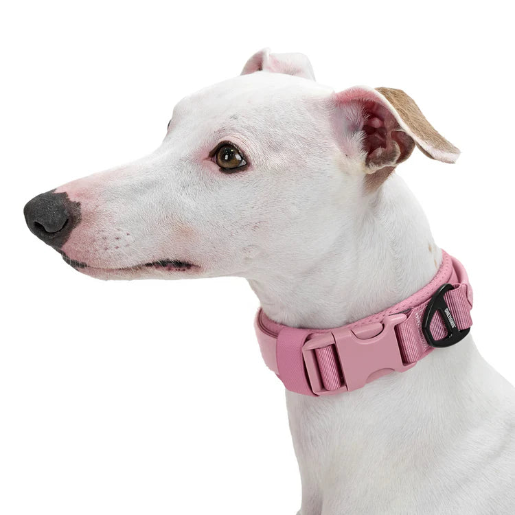 Small Dog Collar 18