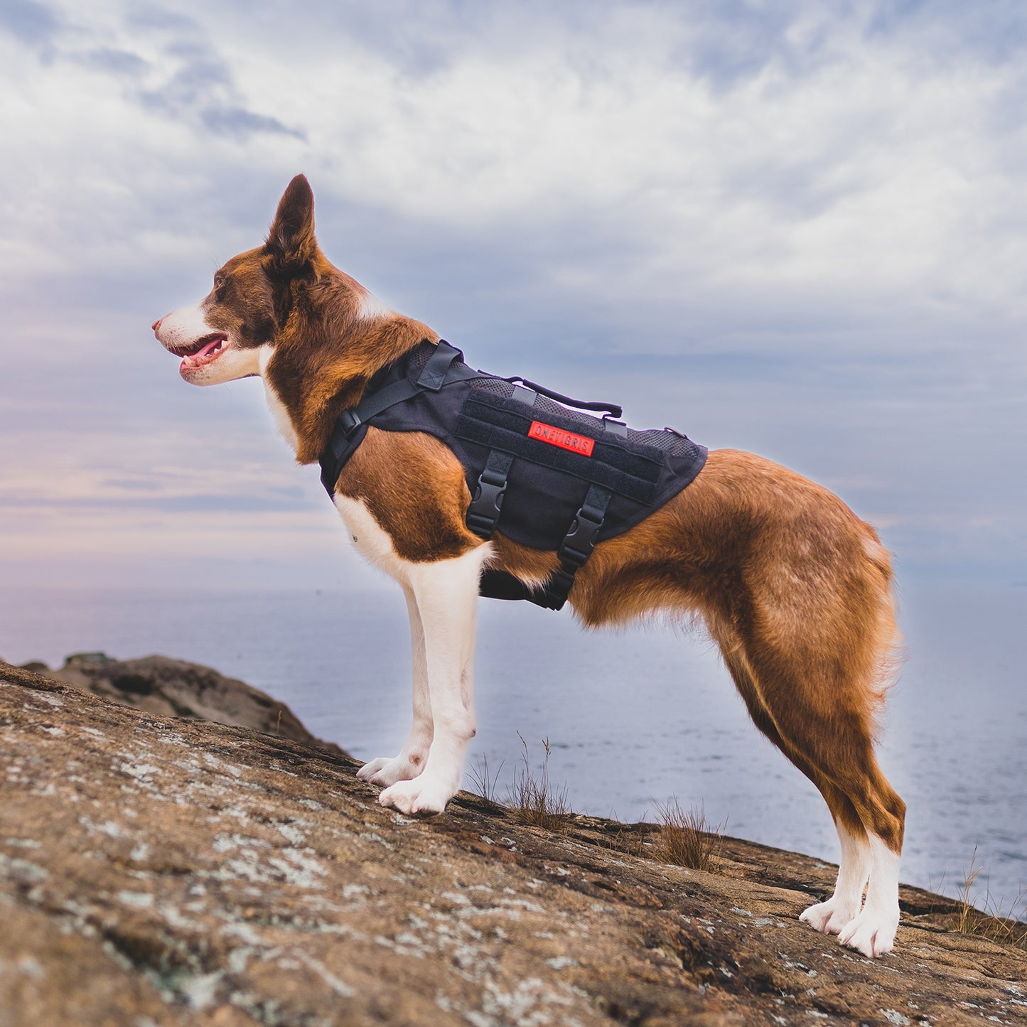 Aire Mesh Dog Harness OneTigris