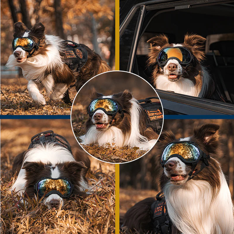 Dog Goggles