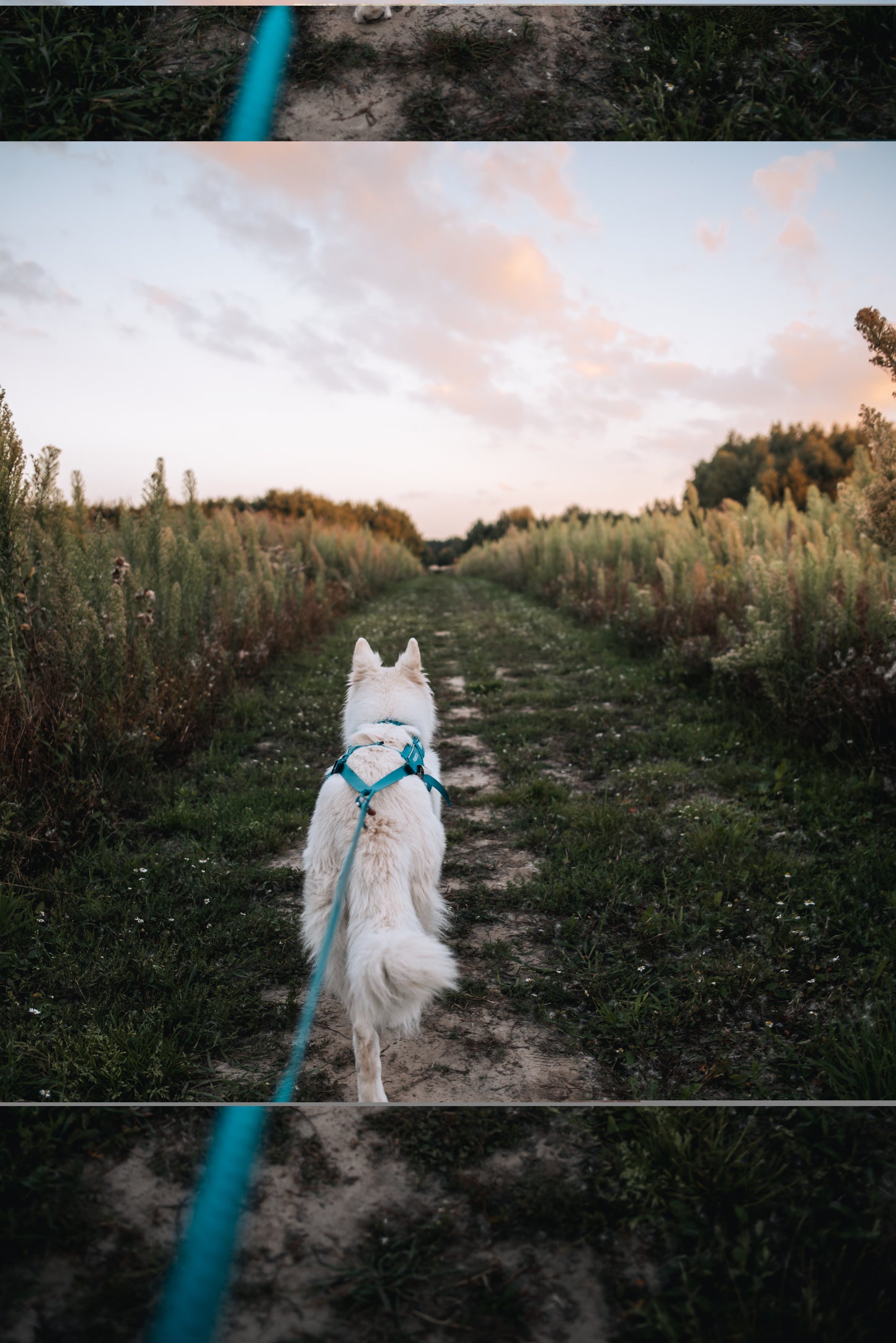 Freemotion harness 5.0