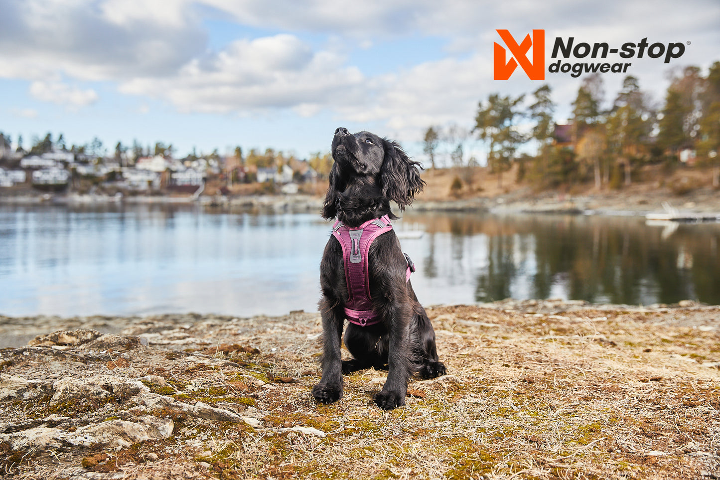 Ramble harness