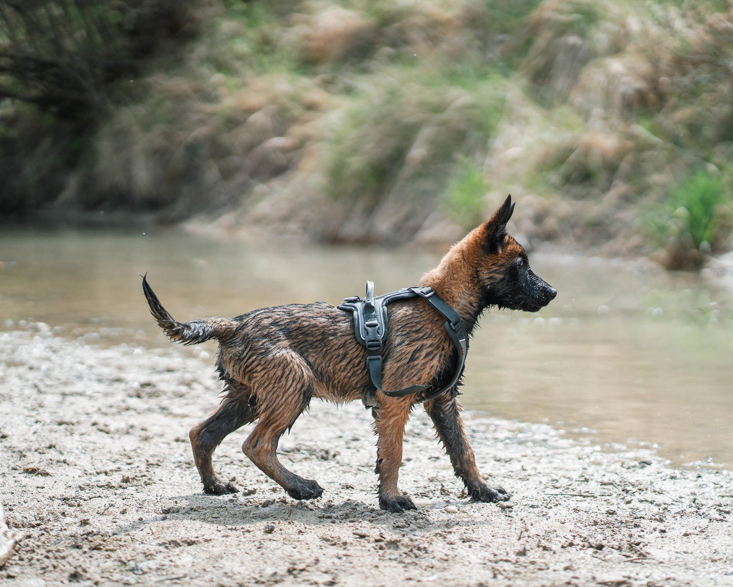 Ramble harness