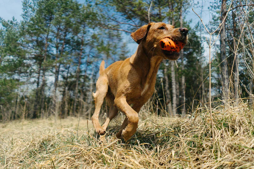 Dog throw toy