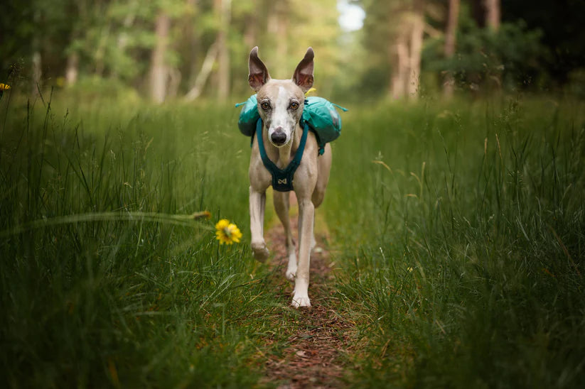 Trail light dog backpack