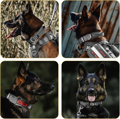 Dog Collar 08