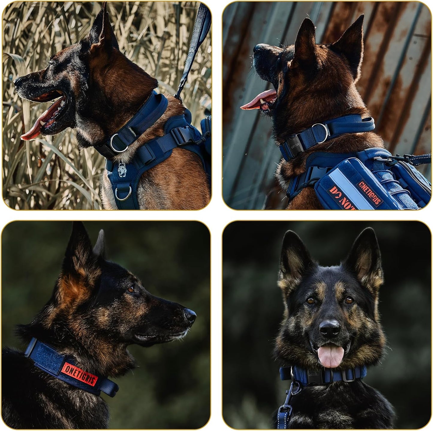Dog Collar 08