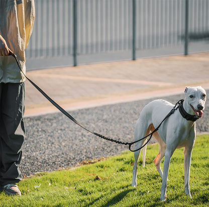 Carabiner Dog Leash 29