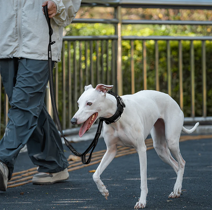 Carabiner Dog Leash 29