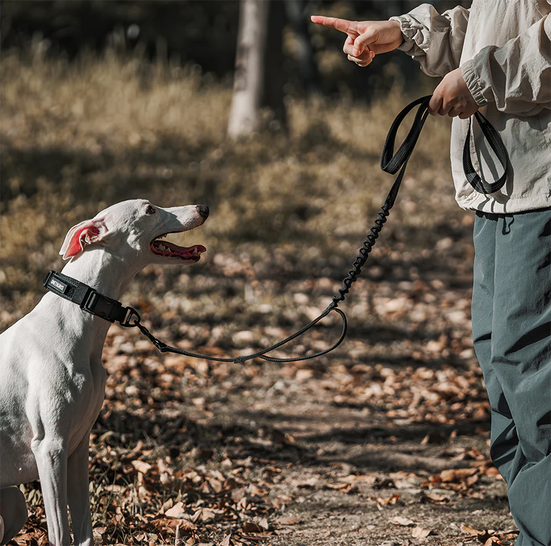 Carabiner Dog Leash 29