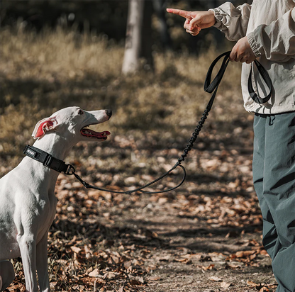 Carabiner Dog Leash 29