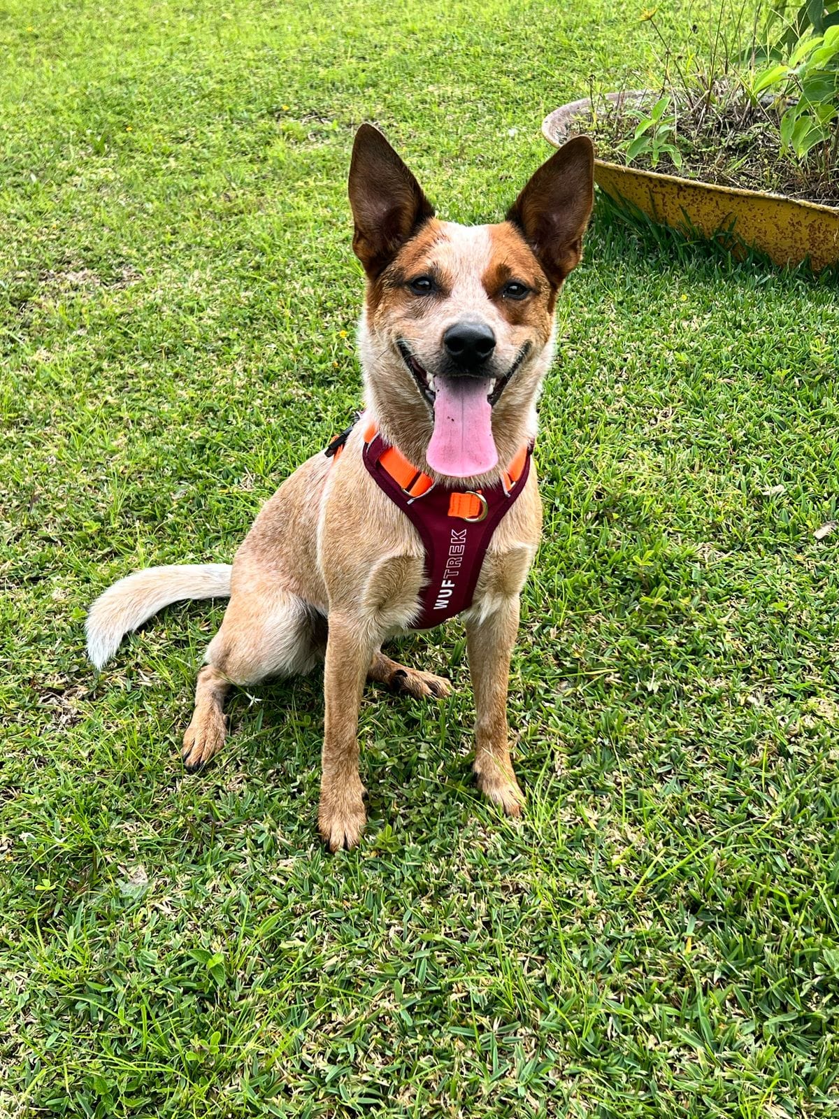 AirTrek 3.0 dog harness