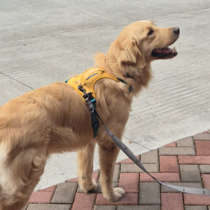 AirTrek 3.0 dog harness