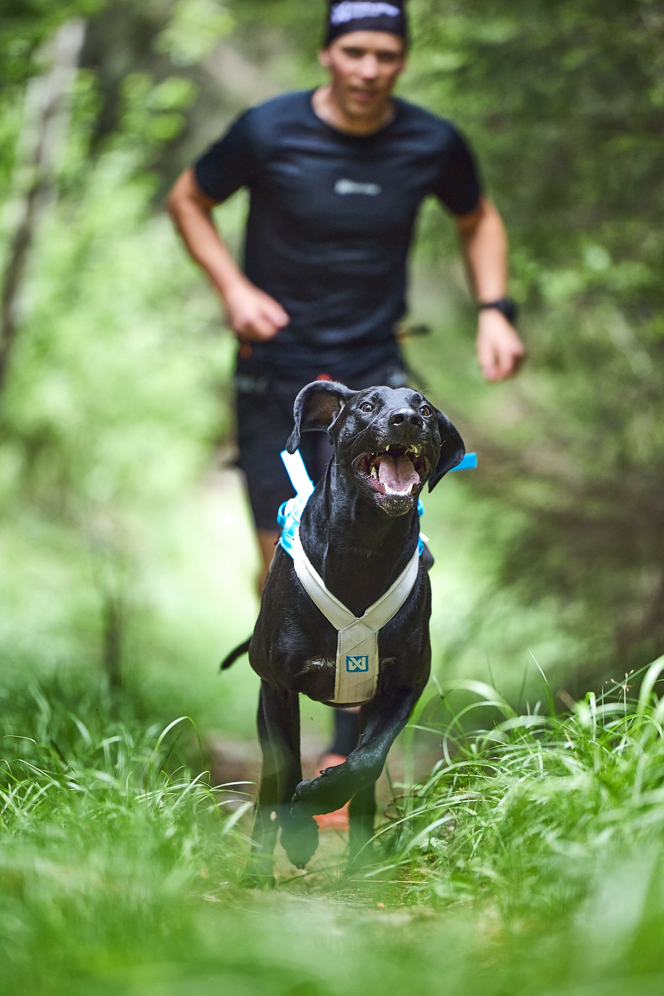 Freemotion harness 5.0