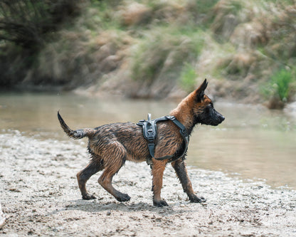 Ramble harness
